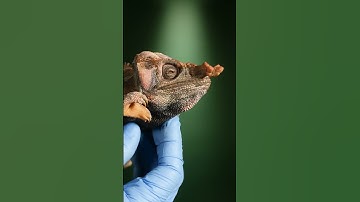 How do Chameleons Launch Their Tongues?