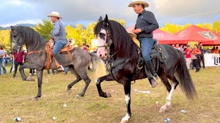 ⭐ CABALLOS BAILADORES EN LA CABALGATA SURUTATO 2022  4K P2