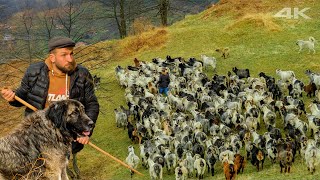 Goat Herding at the Abandoned Promenade | Documentary ▫4K▫