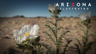 Arizona Illustrated Episode 822 - Longfin Dace Minnow, Stories in the Sand, For the Birds