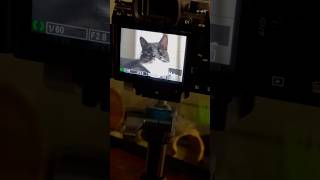 Big friendship 👾#photography #catlover #wholesome