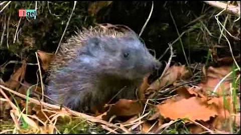 Wann werden Igel im Frühjahr aktiv?