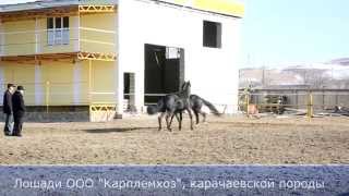 Карачаевская порода лошадей, Лошади ООО Карплемхоз - Карачаево-Черкесия Карачаевская порода лошадей, Лошади ООО Карплемхоз - Карачаево-Черкесия