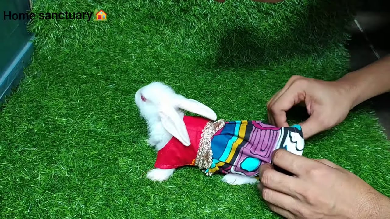 My rabbits got clothes