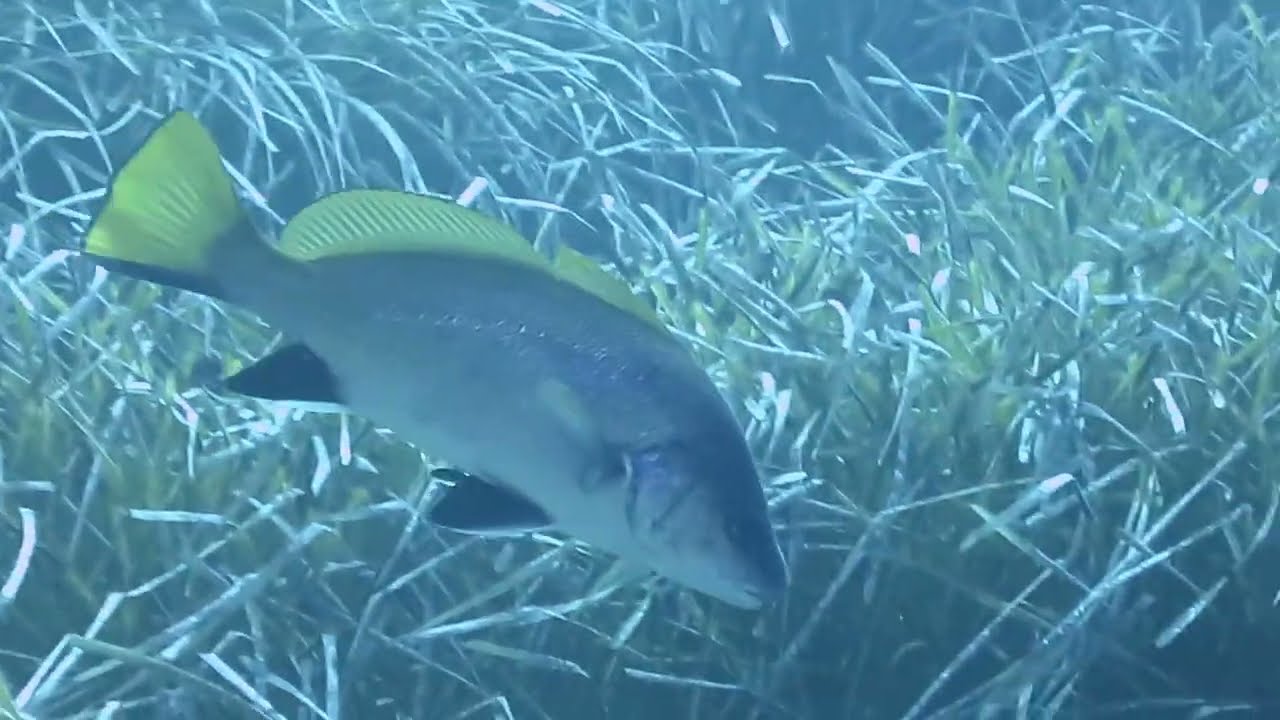 Diving around Malta - Brown meagre – Sciaena umbra