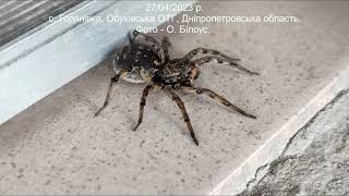 Бодя бос всіх павуків #Горянівка #Обухівка #Дніпропетровська_область #павук