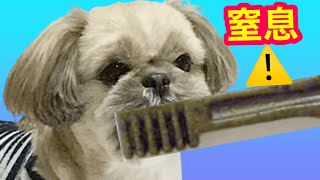 窒息死の危険を回避するグリニーズの与え方