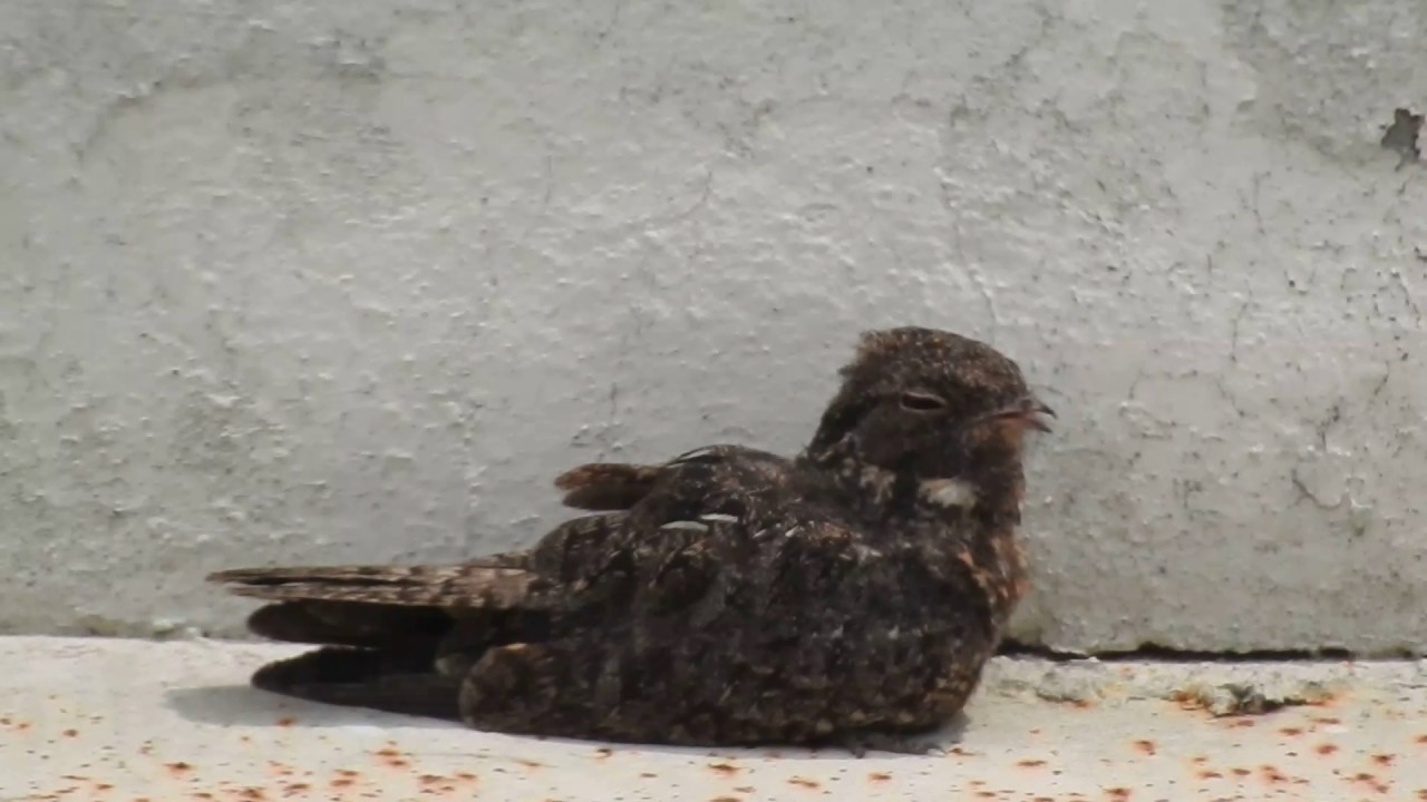 Savanna Nightjar Youtube