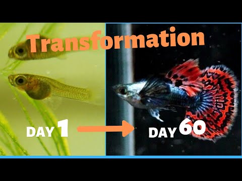 Vídeo: Como Transplantar Guppy Fry