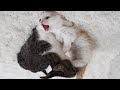 Cat Fight! Munchkin Kitten Introduced to Adult Catㅣ4. Can they get along well?