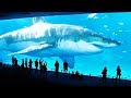 10 größten Haie auf der Welt!