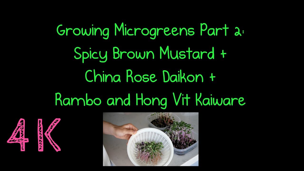 Growing Microgreens Part 2:  Spicy Brown Mustard, China Rose Daikon, Rambo and Hong Vit Kaiware | all day i eat like a shark