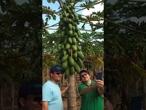 Vídeo: Montanha Mamão