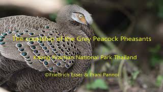 The courtship of the Grey Peacock Pheasants Polyplectron bicalcaratum bicalcaratum