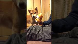 Toy Dog Imitates Real Dog Reaction