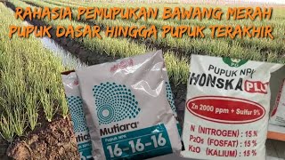 Pupuk dasar hingga pupuk terakhir pada bawang merah
