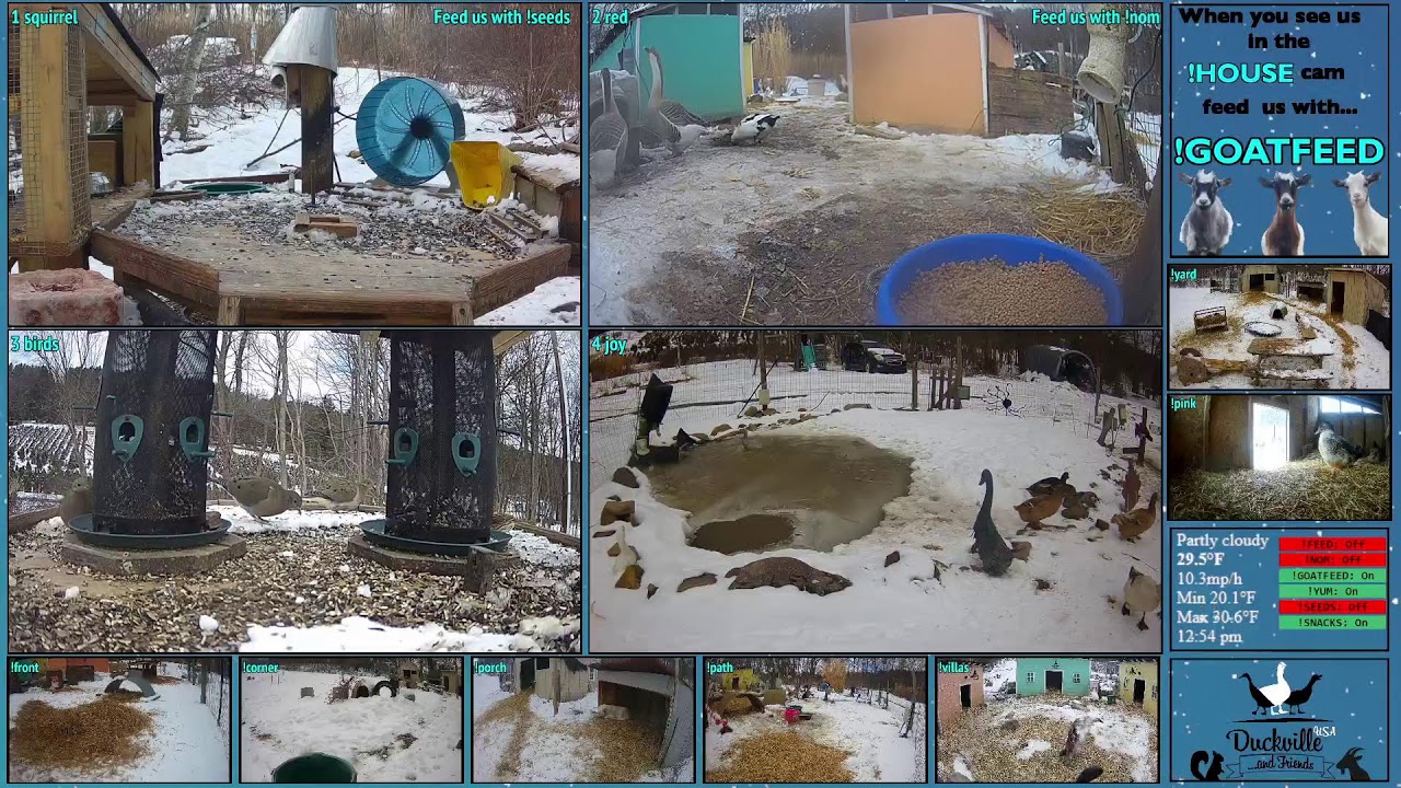 FREE DAILY FEED - Relax with ducks, goats, pups, squirrels, bunnies and other animals!