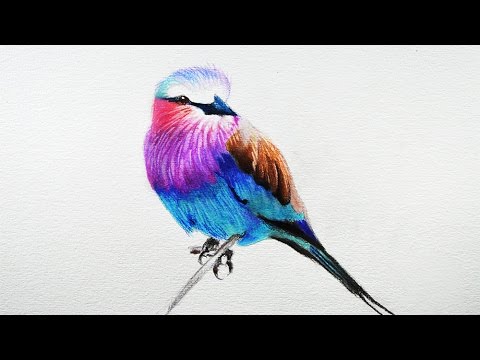 How to Draw a Realistic Bird in Colored Pencil Step-by-Step