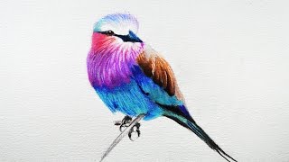 When browsing through some wildlife photographs, these little bird
caught my attention. are lilac breasted roller. they have a beautiful
combination of...