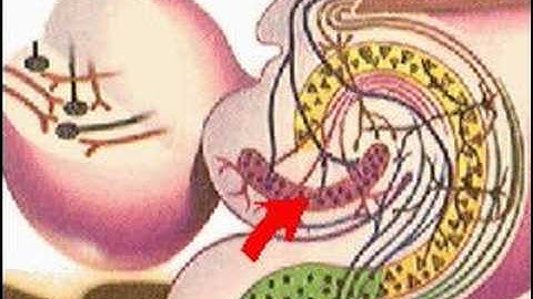 How the Body Works : Center of Emotion and Memory