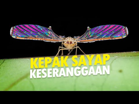 Video: Akankah ksatria 2 menjadi permainan silang?