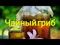 Чайный гриб , камбуча , как выращивать , и ухаживать, польза и вред