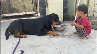 Rottweiler VS Aaru Play time