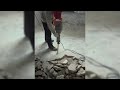 ELITE WORKER RIP-SAWING MASSIVE STRUCTURAL TIMBER CORES WITH INSANE WORLD RECORD SPEED!