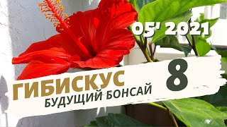 Пересадка в пеностекло. Гибискус будущий бонсай. Часть 8 | Май 2021