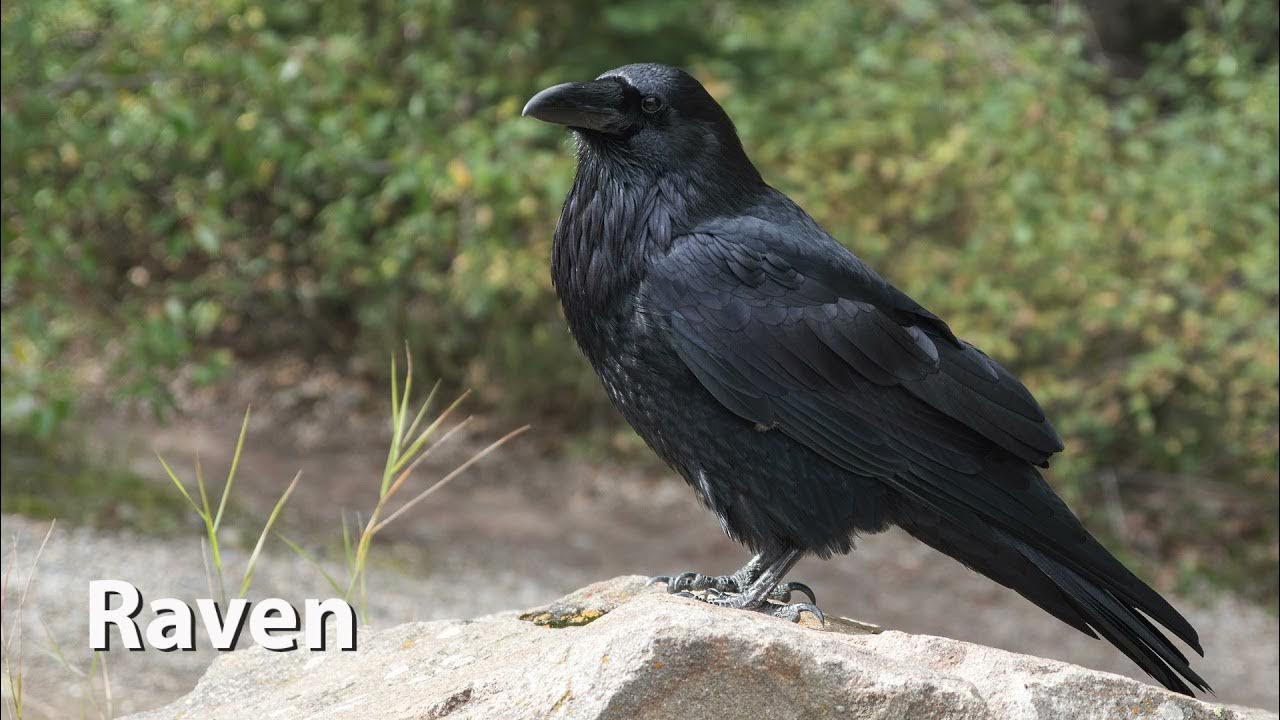 Raven Sounds YouTube