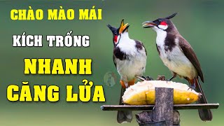 CHÀO MÀO MÁI KÍCH TRỐNG CĂNG LỬA  - CÁCH KÍCH LỬA CHÀO MÀO SỔ BỌNG HÓT CHÉ #chàomàohót