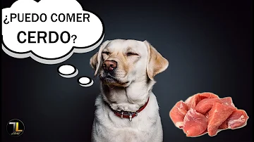 ¿Está bien que los perros coman cerdo?
