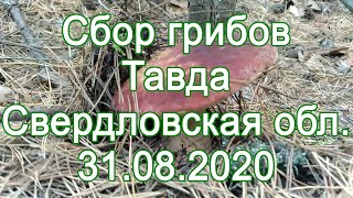 Боровики Свердловской области. Тавда 31.08.2020