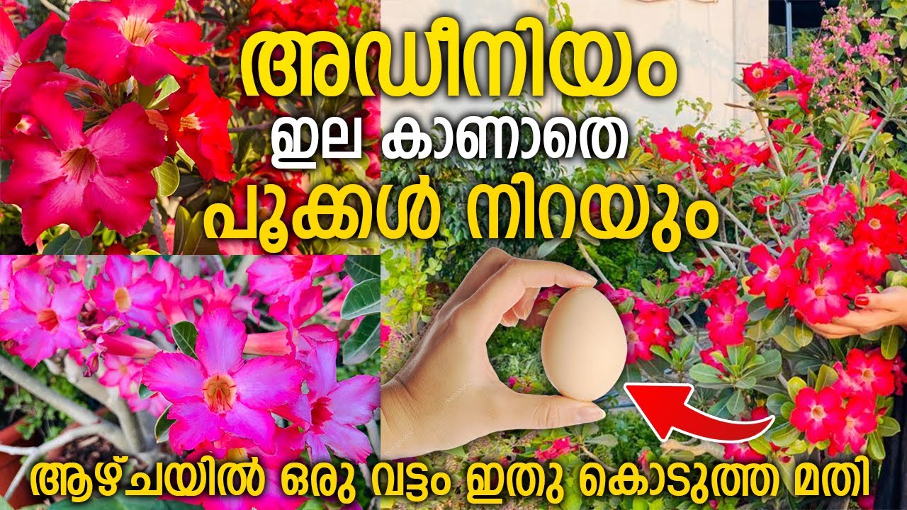 അഡീനിയം  നിറയെ പൂക്കൾ കൊണ്ട് നിറയാൻ മുട്ട ഇങ്ങനെ കൊടുത്താൽ മതി|Adenium flowering tips | Adenium care