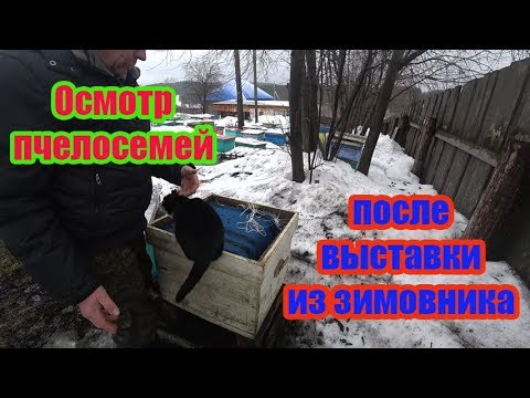 ПЕРВЫЕ ПАСЕЧНЫЕ РАБОТЫ