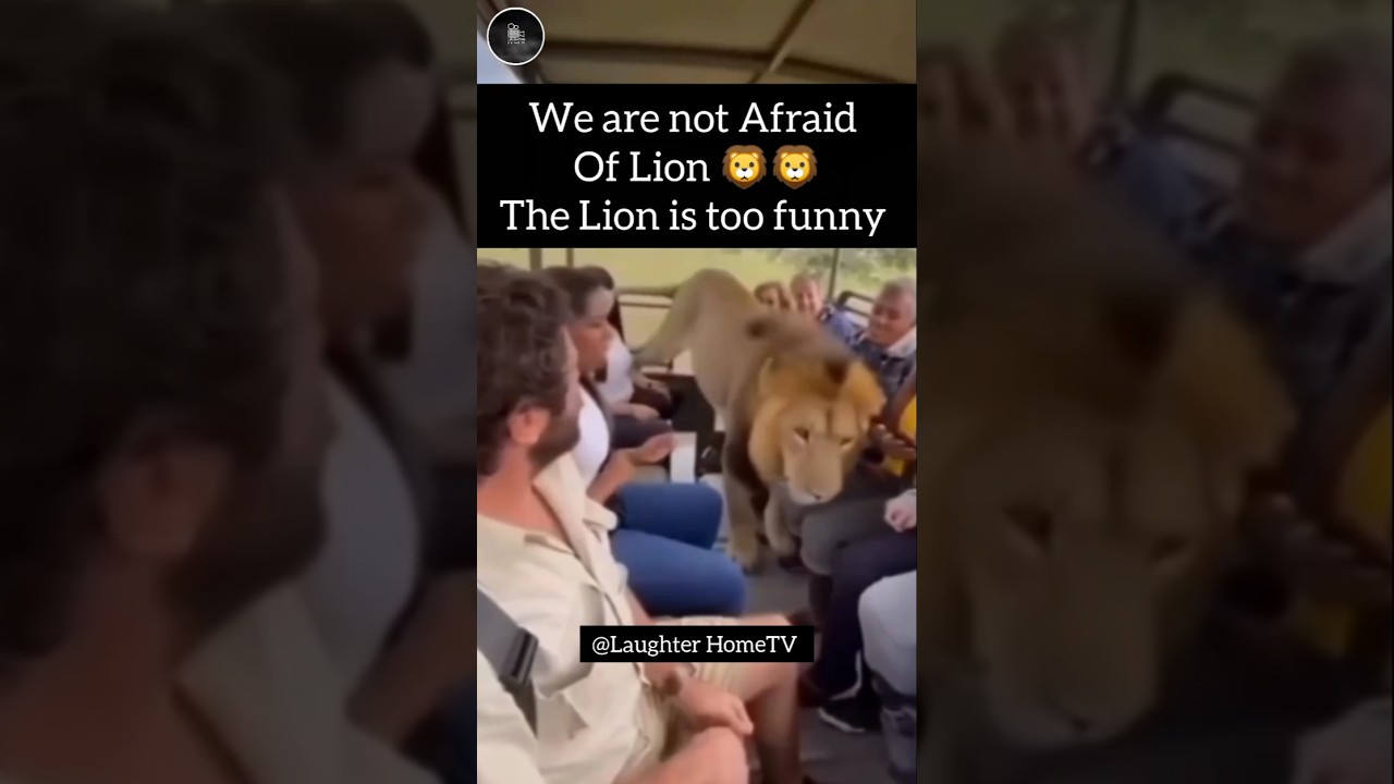 We are not afraid of funny Lion 