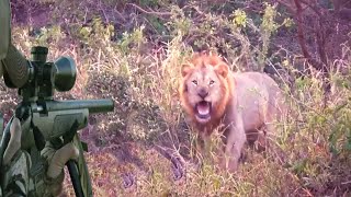 Fearsome Lion Hunting: 250 kilos of muscle is a live killing machine by The Art Of Hunt 17,314 views 9 months ago 3 minutes, 13 seconds