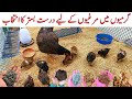 Best bedding for chickens during summer season  chicken summer bedding  dr arshad