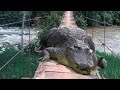 Panama "kibul wale" crocodiles in Sri Lanka.