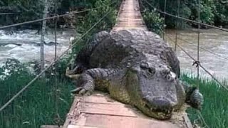 Panama "kibul wale" crocodiles in Sri Lanka.