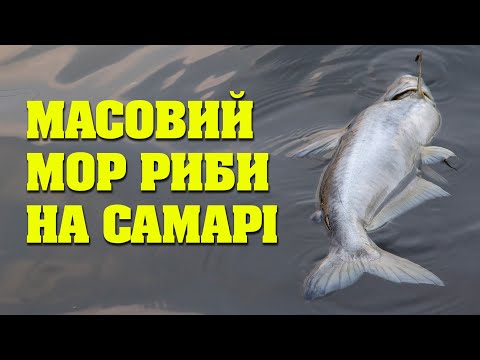 Під Павлоградом на береги Самари викинуло тисячі мертвих рибин