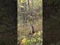Public land for ya 🤣🤣 #shoresfinest #sikadeer #publicland #trailcam #easternshore #maryland