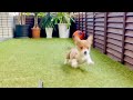 赤ちゃんコーギーはじめての外の世界に大はしゃぎ