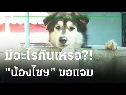 มีอะไรกันเหรอ? "น้องไซฯ" ขอแจม | 12-12-64 | ไทยรัฐนิวส์โชว์