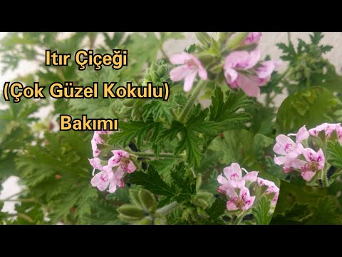 Video: Bahçe Sardunyası Veya ıtır (Pelargonium) - Türler, Yetiştirme