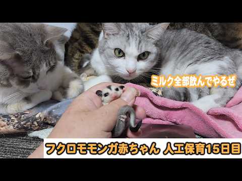ミルクちょうだい〜♡生後5日ヤマネコベビー♡生まれたて赤ちゃん♡アートドール♡ Watch Out for the Hunter Cat Targeting the Baby's Milk: Day 15 of