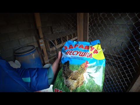 С этой добавкой куры будут нестись зимой как летом