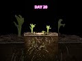 Growing Potato Plants - Time Lapse #timelapse