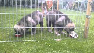 Caucasian shepherd puppies - Kennel Russian Diamond - happy meal :)