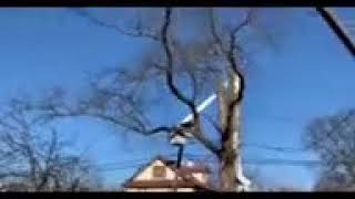 M & A Tree New Jersey's #1 tree trimming